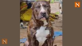 Brave Pit Bull Saves Family from Cobra, Dies After 40-Minute Fight
								